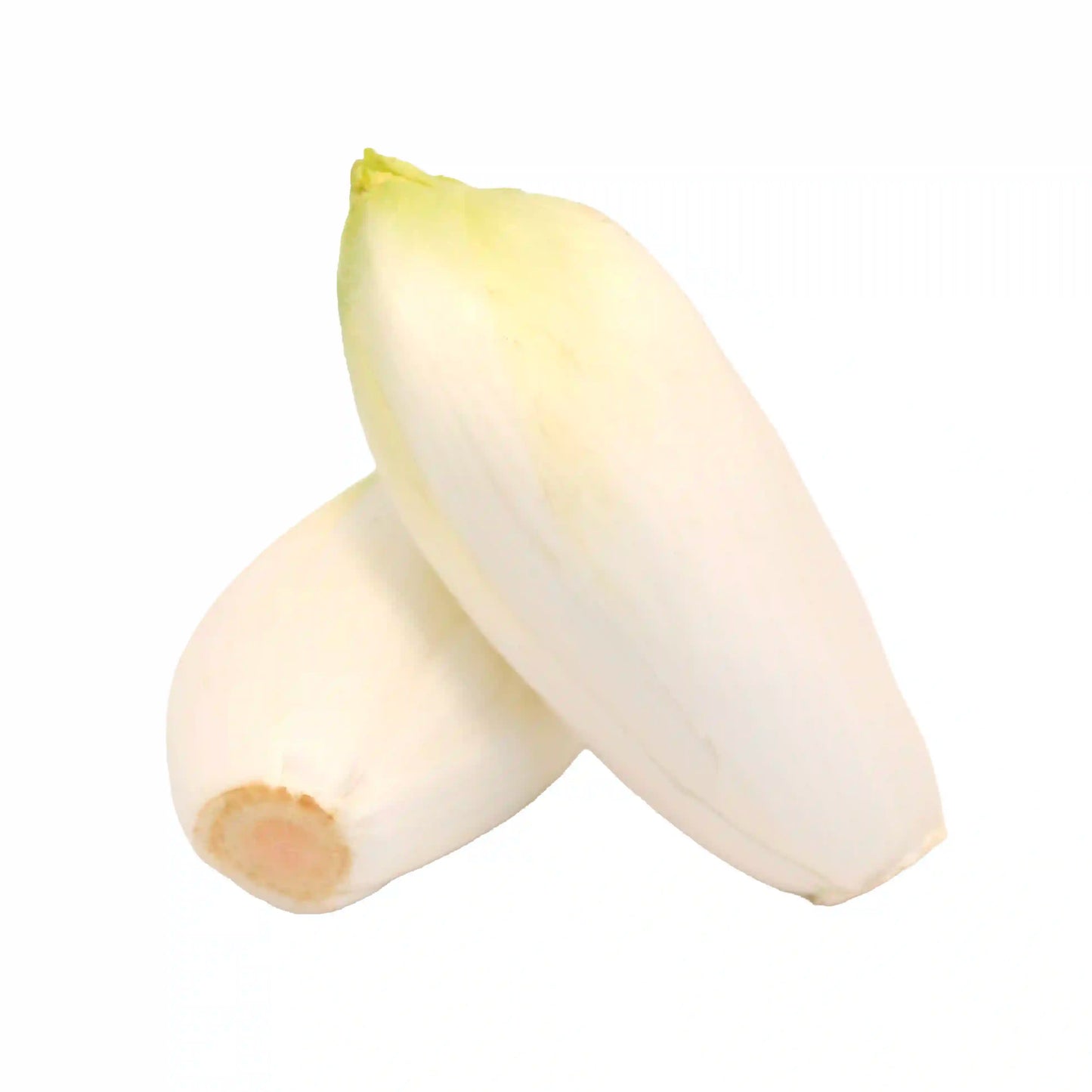 Chicory Endive