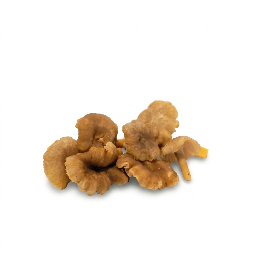 Fresh Chanterelle Mushrooms