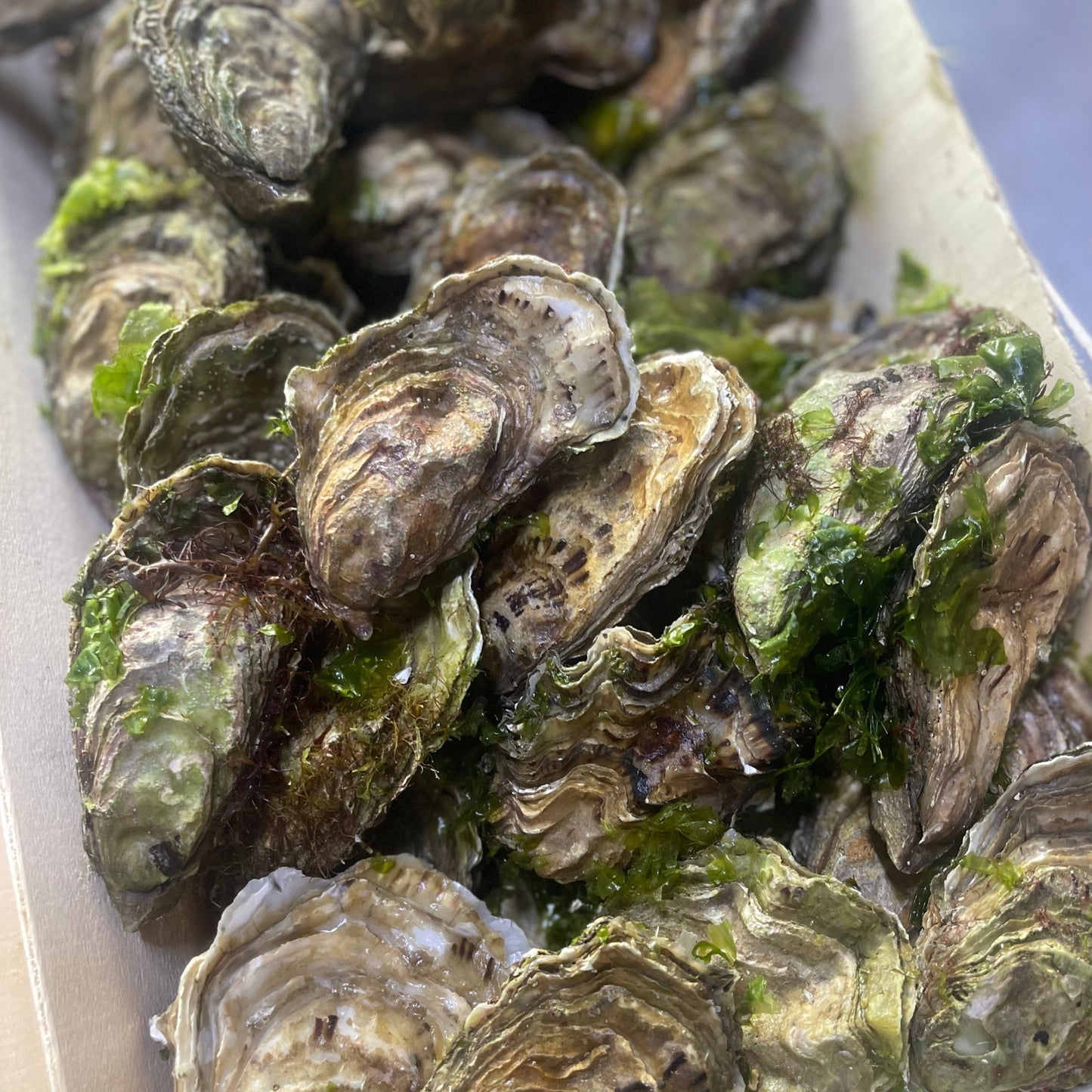 Fresh Oysters