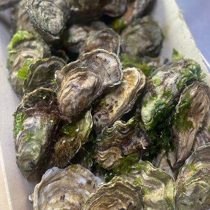 Fresh Oysters