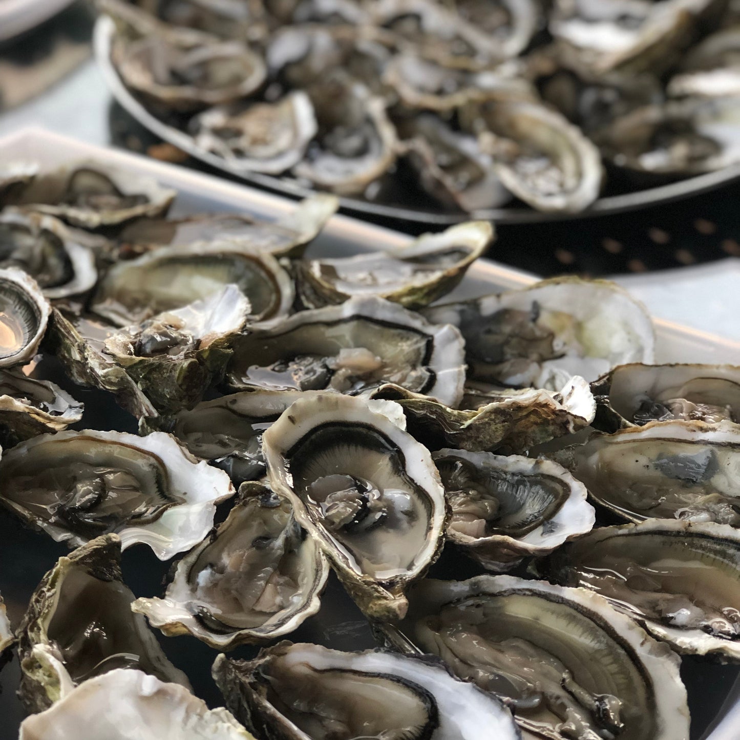 Fresh Oysters