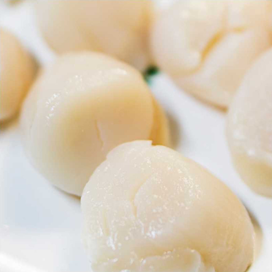 Fresh Scallops