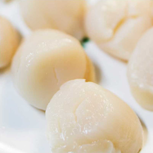 Fresh Scallops